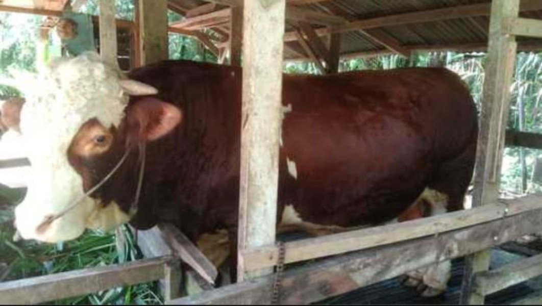 Besok Sapi Kurban Presiden Prabowo Berbobot Hampir 1 Ton Disembelih di Masjid Raya Annur Pekanbaru