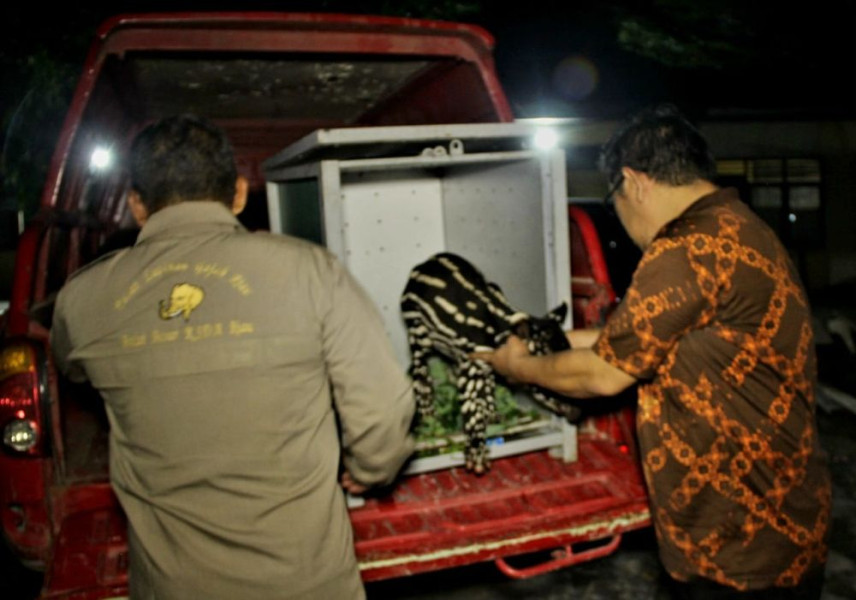 BBKSDA Riau Evakuasi Anak Tapir Yang Ditinggalkan Induknya