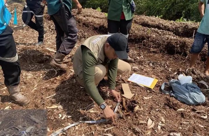 BBKSDA Riau Investigasi Peristiwa Bocah 12 Tahun Tewas Diterkam Harimau