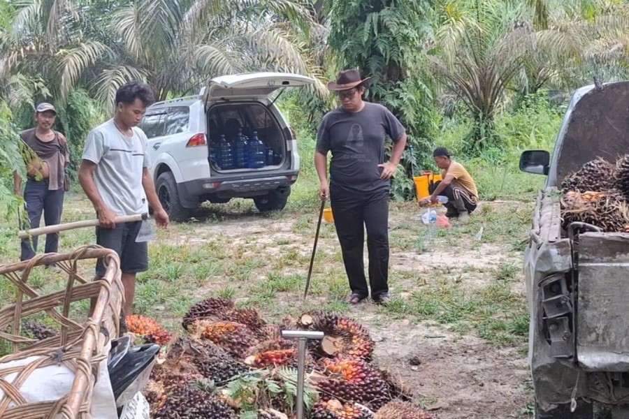 Naik Tipis, Kelapa Sawit Mitra Plasma Minggu Ini Dihargai Rp3.785 per Kg
