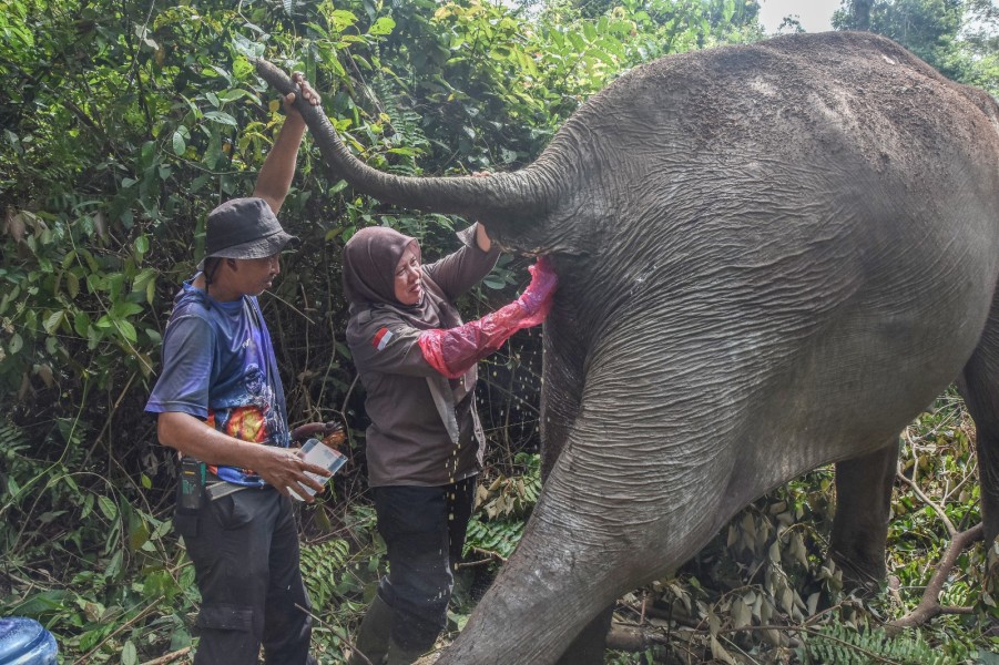 Gajah Betina Usia 60 Tahun Ini Pilih Jalani Hidup sebagai Petualang Rimba Mandiri