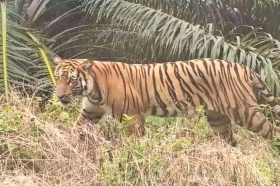 Harimau Sumatera Kembali Muncul Dekat Permukiman Warga Teluk Meranti