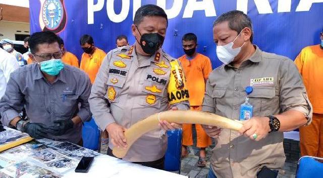Tangkap Sindikat Perdagangan Gading Gajah, Polda Riau Amankan 3 Pelaku