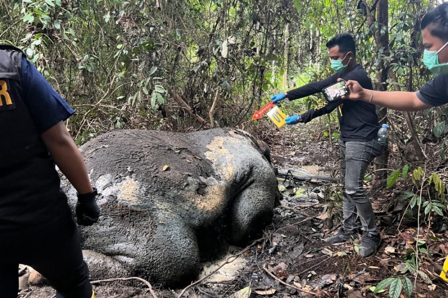 Kejati Riau Terima SPDP Kasus Pembunuhan Gajah Pelalawan, Tiga Jaksa Ditunjuk Kawal Perkara