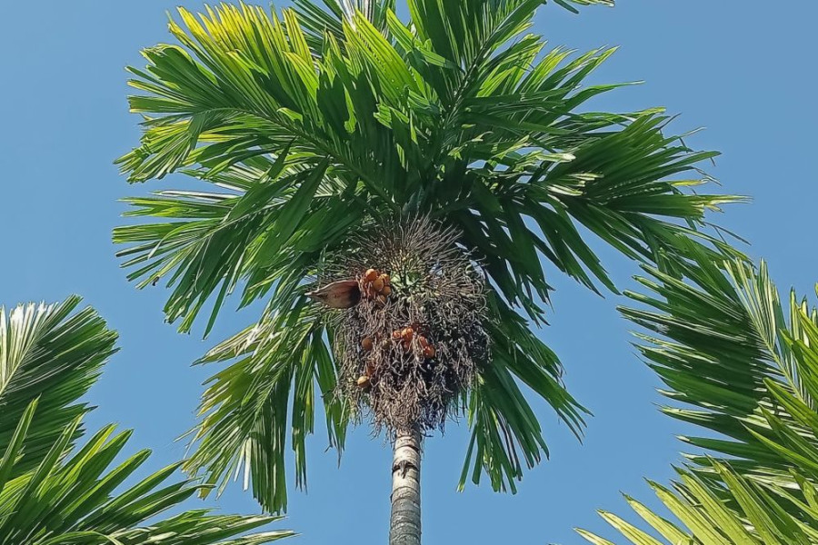 Harga Pinang Kering di Riau Naik Jadi Rp6.200 Perkilogram