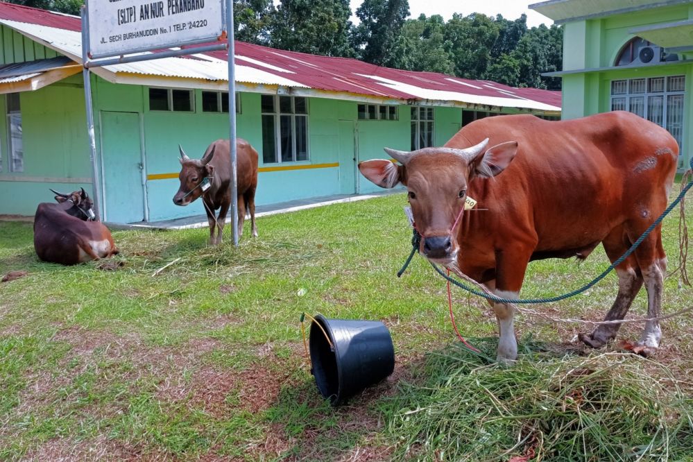 7.400 Hewan Ternak di Riau Sudah Disuntik Vaksin PMK