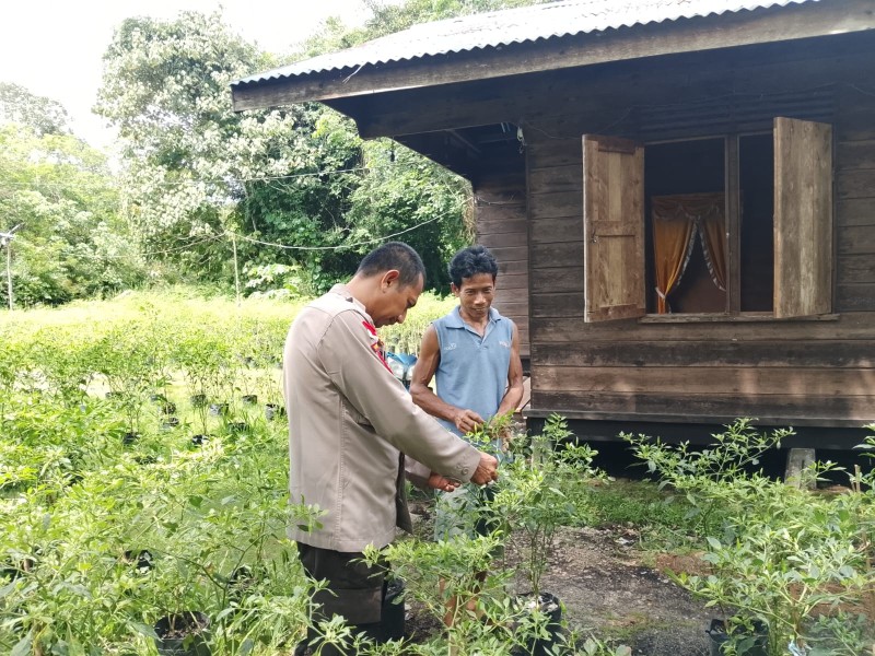 Bhabinkamtibmas Polsek Rangsang Barat Tinjau Tanaman P2B Warga