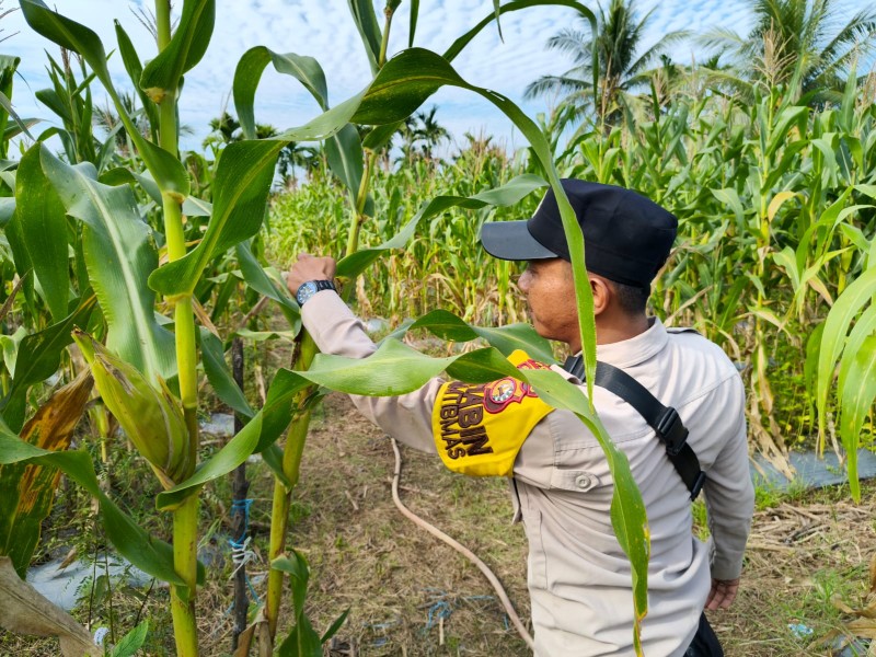 Polsek Merbau Aktif Dampingi Petani Jagung untuk Ketahanan Pangan Berkelanjutan
