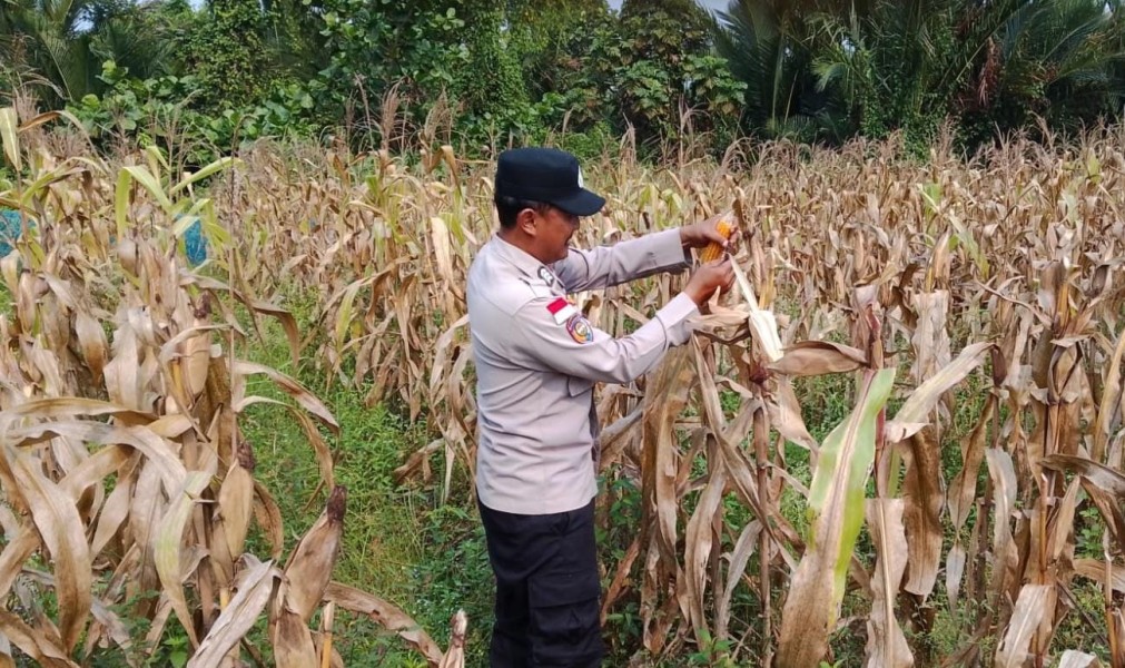 Panen Jagung Bersama Petani, Polsek Tebing Tinggi Barat Dukung Ketahanan Pangan Nasional