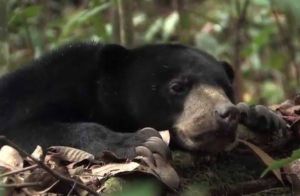 Pemuda di Inhu Kritis Diserang Beruang Saat Cari Jernang