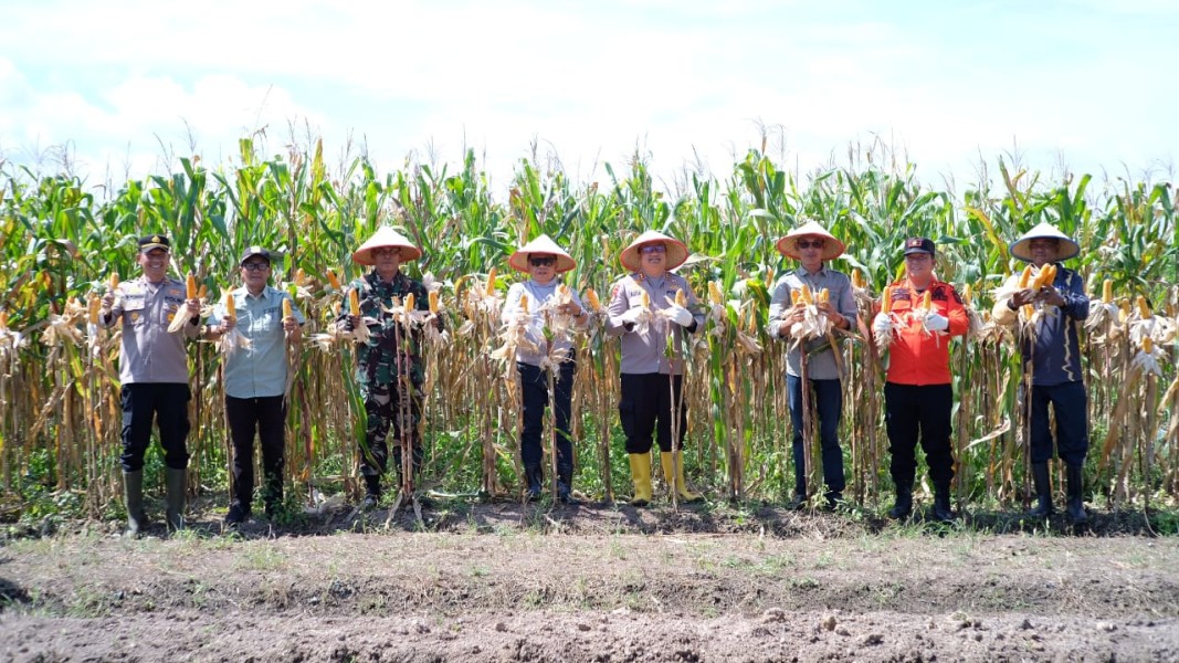 Bupati Asmar Pimpin Panen Raya Jagung Pipil BUMDes Teluk Samak