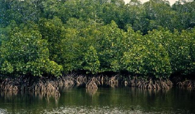 Restorasi Mangrove Merupakan Tanggung Jawab Semua Pihak
