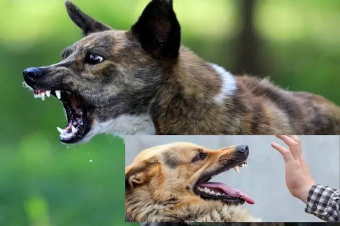 Sudin KPKP Jakbar Vaksin Ratusan Hewan Penular Rabies