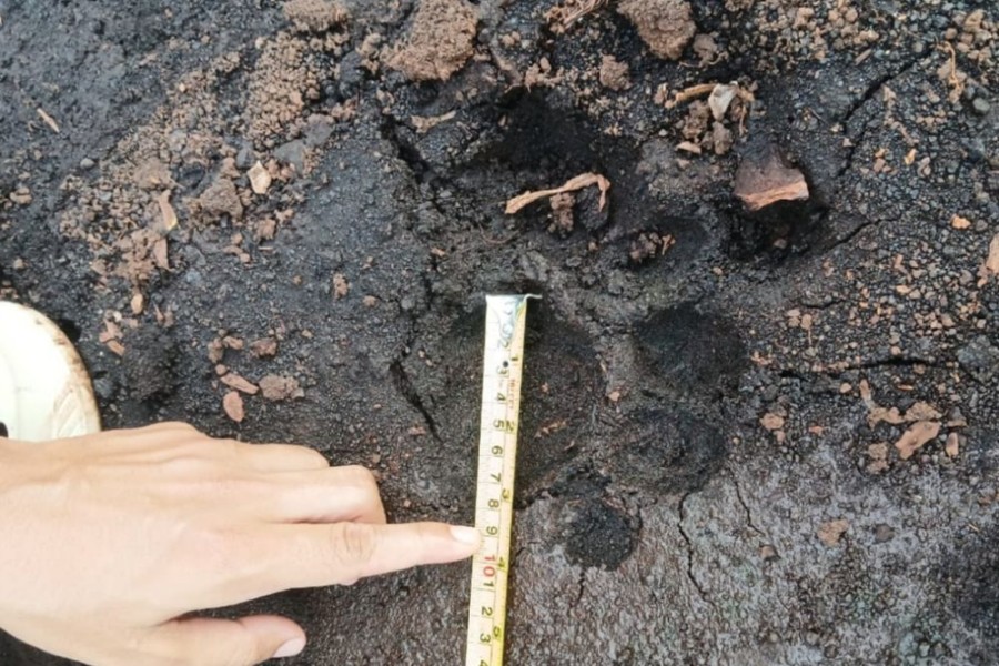 Momen Menegangkan Zulfikar Bertemu Harimau Sumatera Jarak 4 Meter di Kebun Sawit Siak