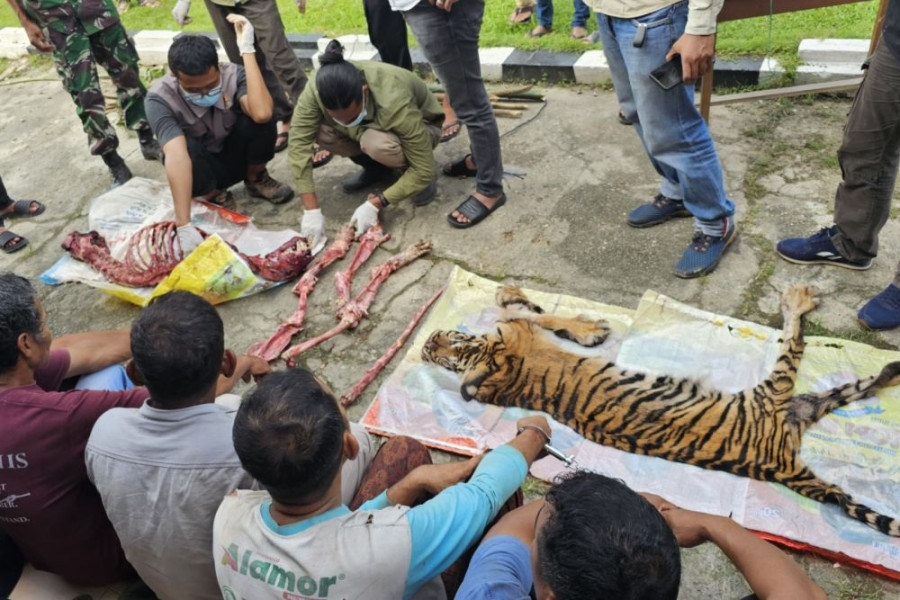 Enam Orang Ditangkap Setelah Bunuh dan Kuliti Harimau Sumatera