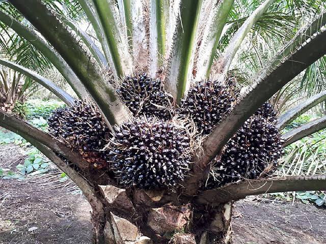 1.597,82 Ha Tanaman Sawit Muda PTPN IV Regional III Masuki Masa Panen
