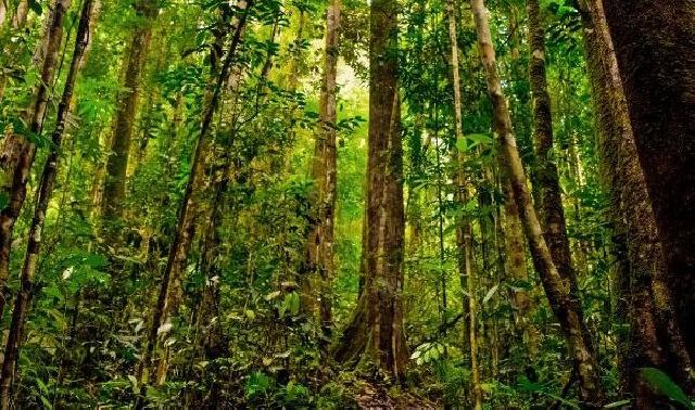 Sudah 14.000 Pohon di Riau Diadopsi Swasta dan Perorangan