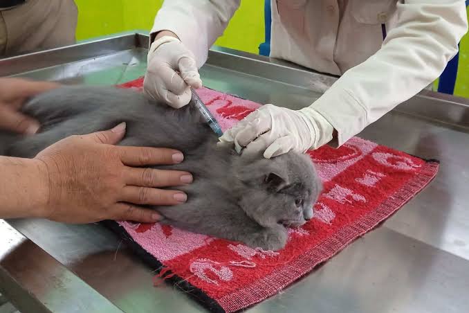 Jaksel Imbau Warga Vaksinasi Rabies Hewan Pelihara Setahun Sekali
