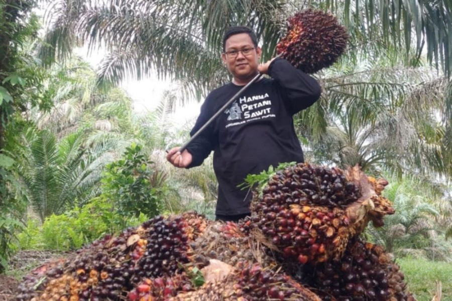 Harga Kelapa Sawit Mitra Plasma Minggu Ini Tembus Rp4.075 per Kg