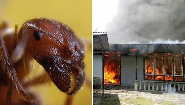 Semut Listrik Bisa Memicu Kebakaran Gedung