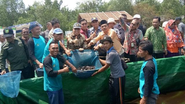 Bupati Meranti Panen Raya Ikan Keli Kerjasama UR dan ICCTF di Desa Sungai Tohor