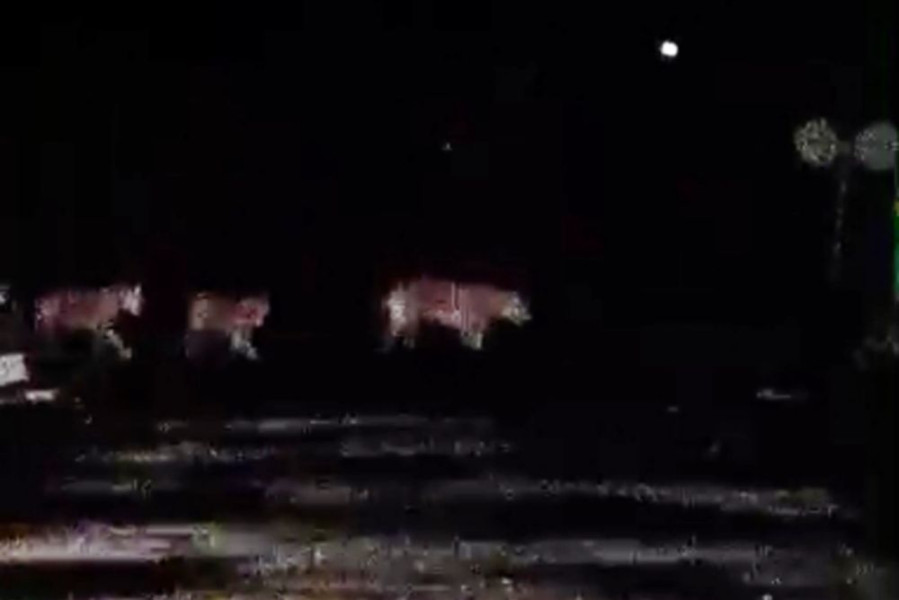 BBKSDA Riau Benarkan Video 4 Harimau Melintas Jalan di Kabupaten Pelalawan
