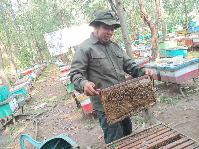 Jejak Manis Bambang Sugeng: Dari Badai Pandemi Jadi Peternak Madu dan Penjaga Hutan Riau