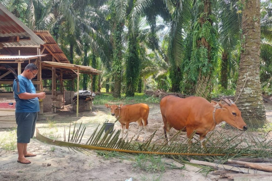 Dinas PKH Perketat Lalulintas Hewan Ternak Masuk Riau Jelang Idul Adha