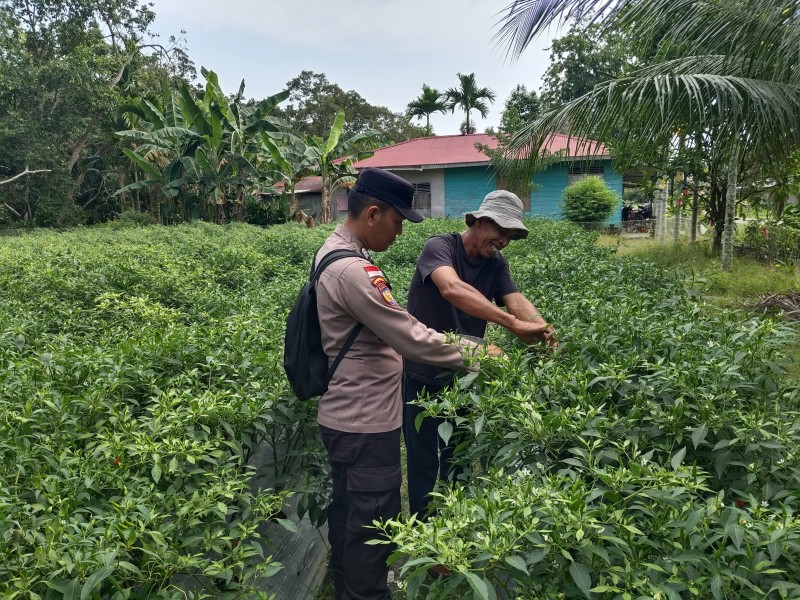 Bhabinkamtibmas Desa Bantar Panen Cabai Rawit Dukung Ketahanan Pangan