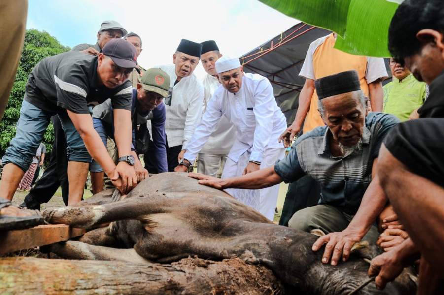 Idul Adha di Kampung Halaman, Plt Bupati Asmar Kurban 2 Ekor Sapi