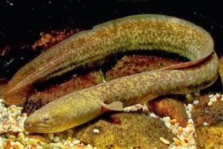 Riset BRIN: Sidat Sumber Gizi Tertinggi, Kalahkan Salmon dalam Kandungan DHA dan EPA