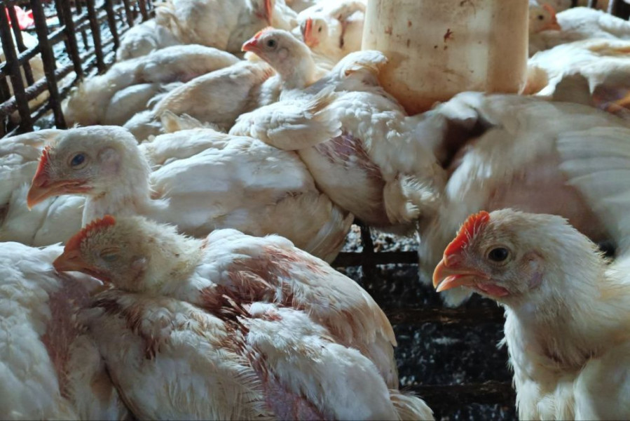 Ratusan Ayam Mati Mendadak di Kampar Positif H5N1