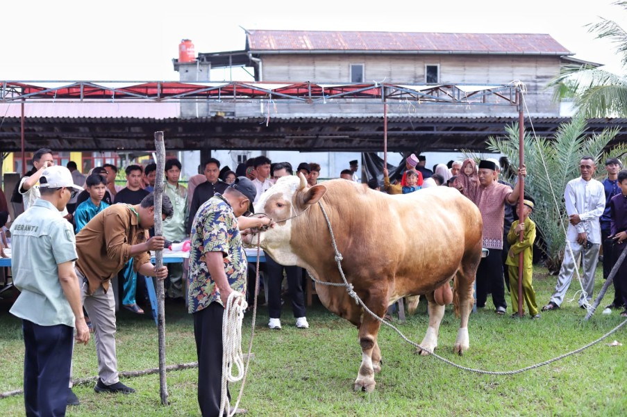 Bupati Asmar Serahkan Langsung Sapi Kurban Presiden ke Panitia Masjid Ar-Rahmah