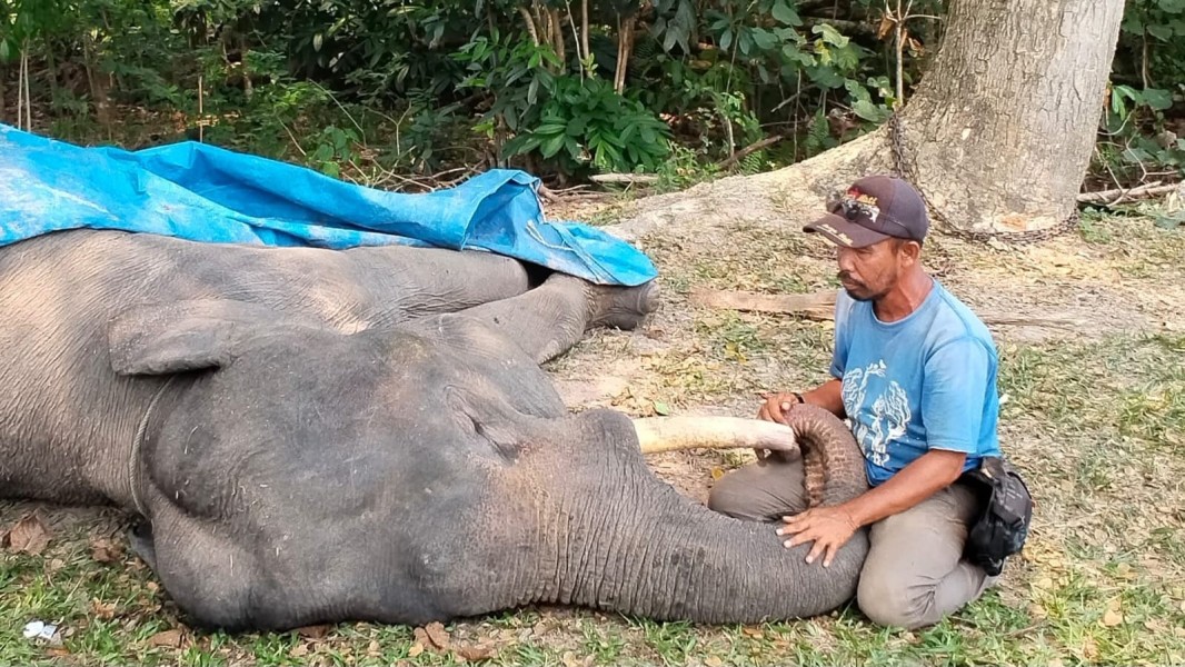 Dunia Konservasi Berduka, Gajah Diego Mati di PLG Minas Riau