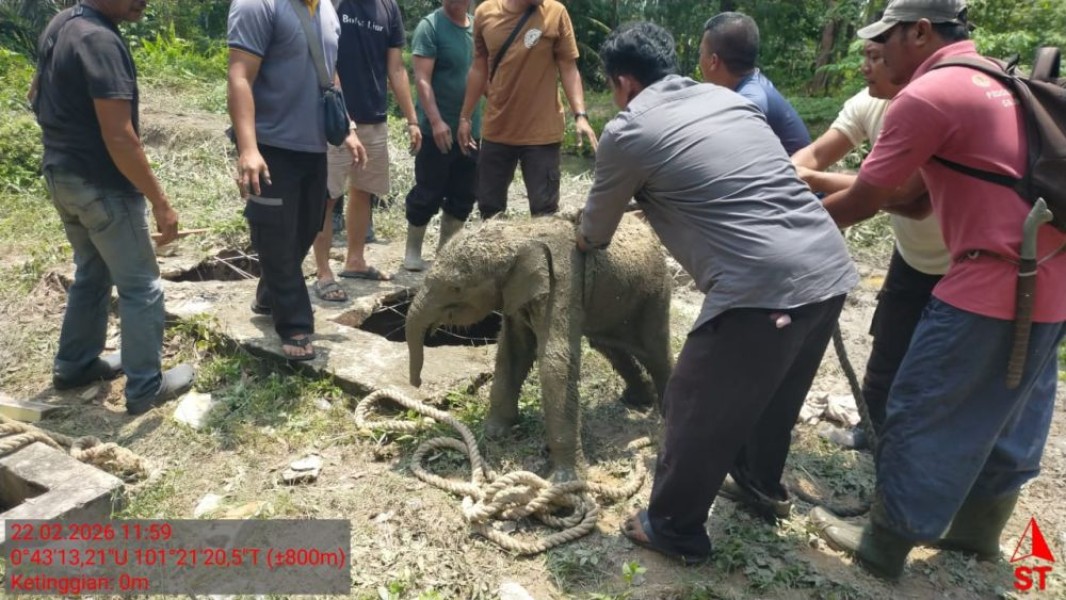 Terungkap! Ternyata Ini Pemicu 11 Gajah Mengamuk di Siak: Berjuang Selamatkan Anak