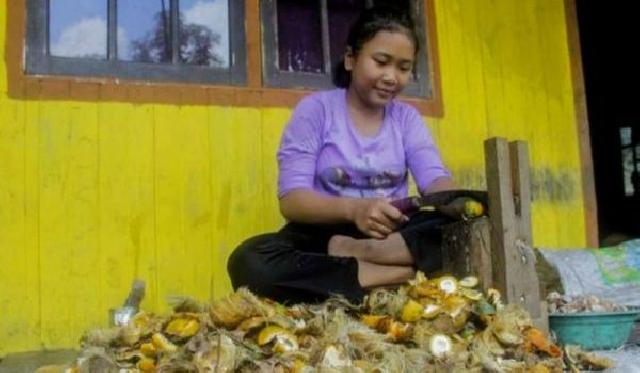 Harga Pinang Kering, Kelapa Butiran dan Sagu Basah di Riau Masih Stabil, Ini Harganya