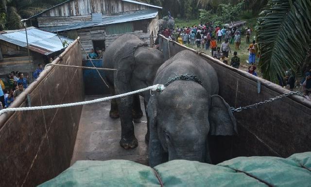 30 Personel KPBD Inhu Bantu BBKSDA Riau Translokasi Gajah Liar
