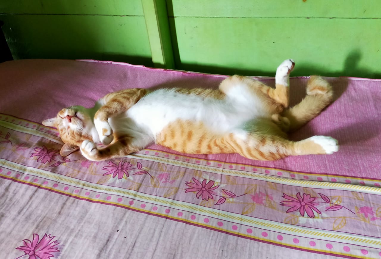 Mabes TNI Usut Aksi Pembunuhan Kucing oleh Brigjen NA