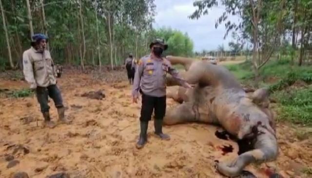 Gajah Hamil Ditemukan Mati di Kawasan PT Riau Abadi Lestari Bengkalis