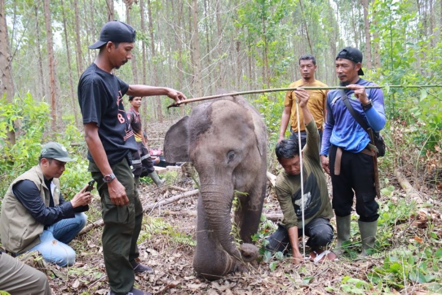 Diduga Dijerat di Tesso Tenggara, BBKSDA Riau Evakuasi Anak Gajah Liar Terluka