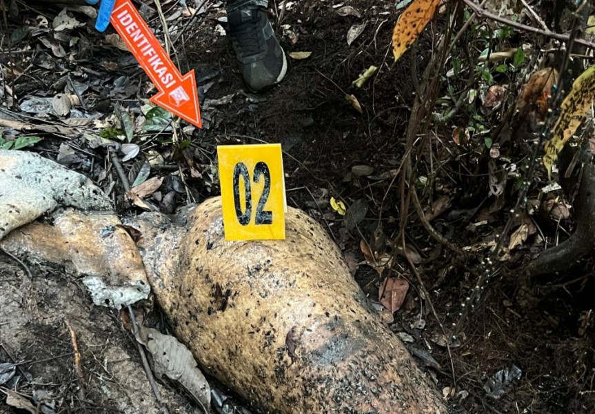 Masih Diselidiki, Siapa Aktor Intelektual Pembantaian Gajah Liar di Ukui?