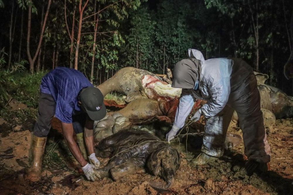 Hasil Uji Laboratorium, Kematian Gajah Bunting di Bengkalis Akibat Diracun