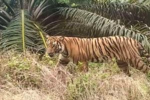Diserang Harimau Sumatera di PT SPA, Arif Nyaris Tewas