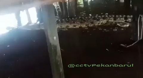 Heboh Kemunculan Buaya Besar di Sungai Siak, BKSDA Turunkan Tim Survei