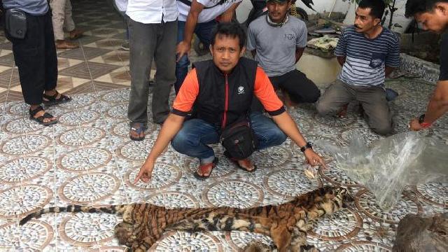 Polda Riau Ungkap Kasus Perdagangan Kulit dan Organ Harimau di Inhu