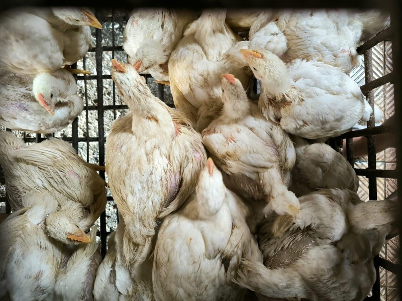 Harga Daging Ayam Naik, Pemko Pekanbaru Panggil Produsen