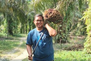 Berikut Daftar Lengkap Harga Sawit Riau