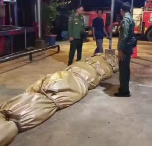 Petugas DPKP Inhil Temukan Benda Ini dalam Perut Buaya Super Jumbo Inhil yang Mati