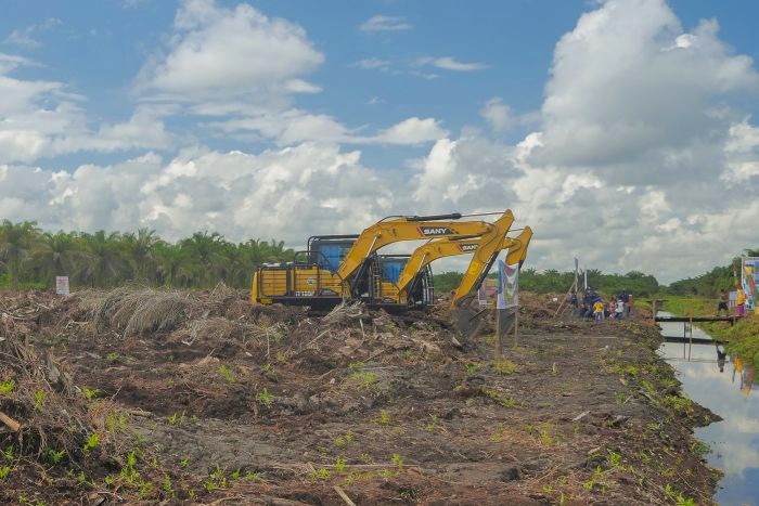 Bantuan Replanting Tersebar di 10 Kabupaten dan Kota di Riau, Ini Kuotanya