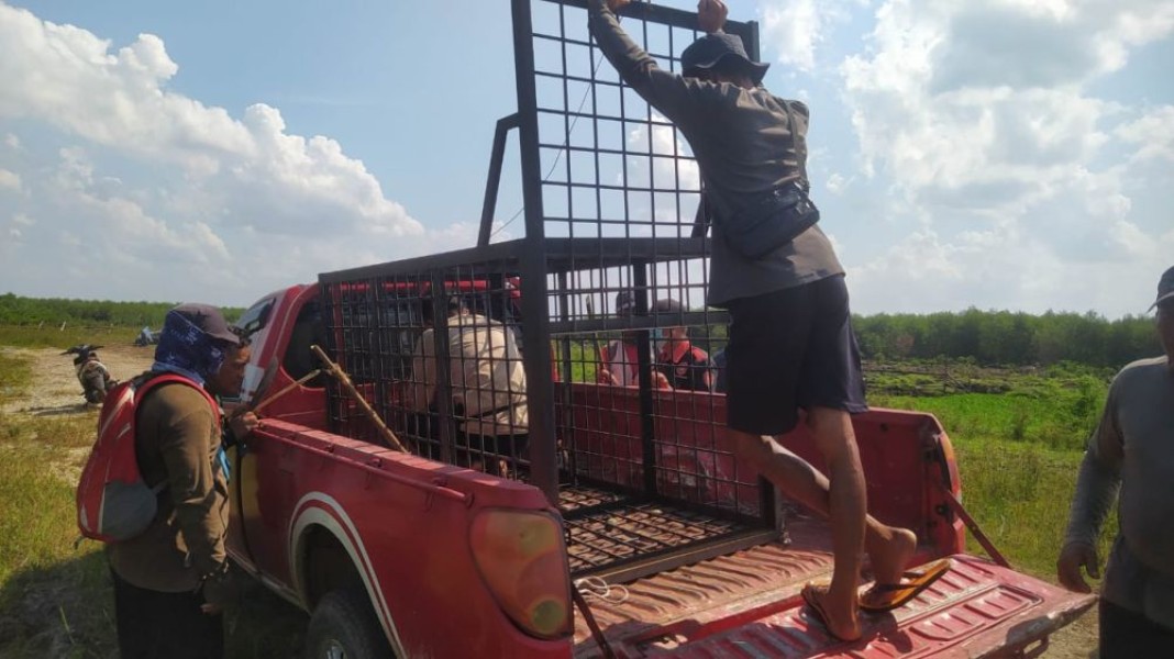 BBKSDA Riau Tangani Konflik Harimau-Ternak di Pelalawan